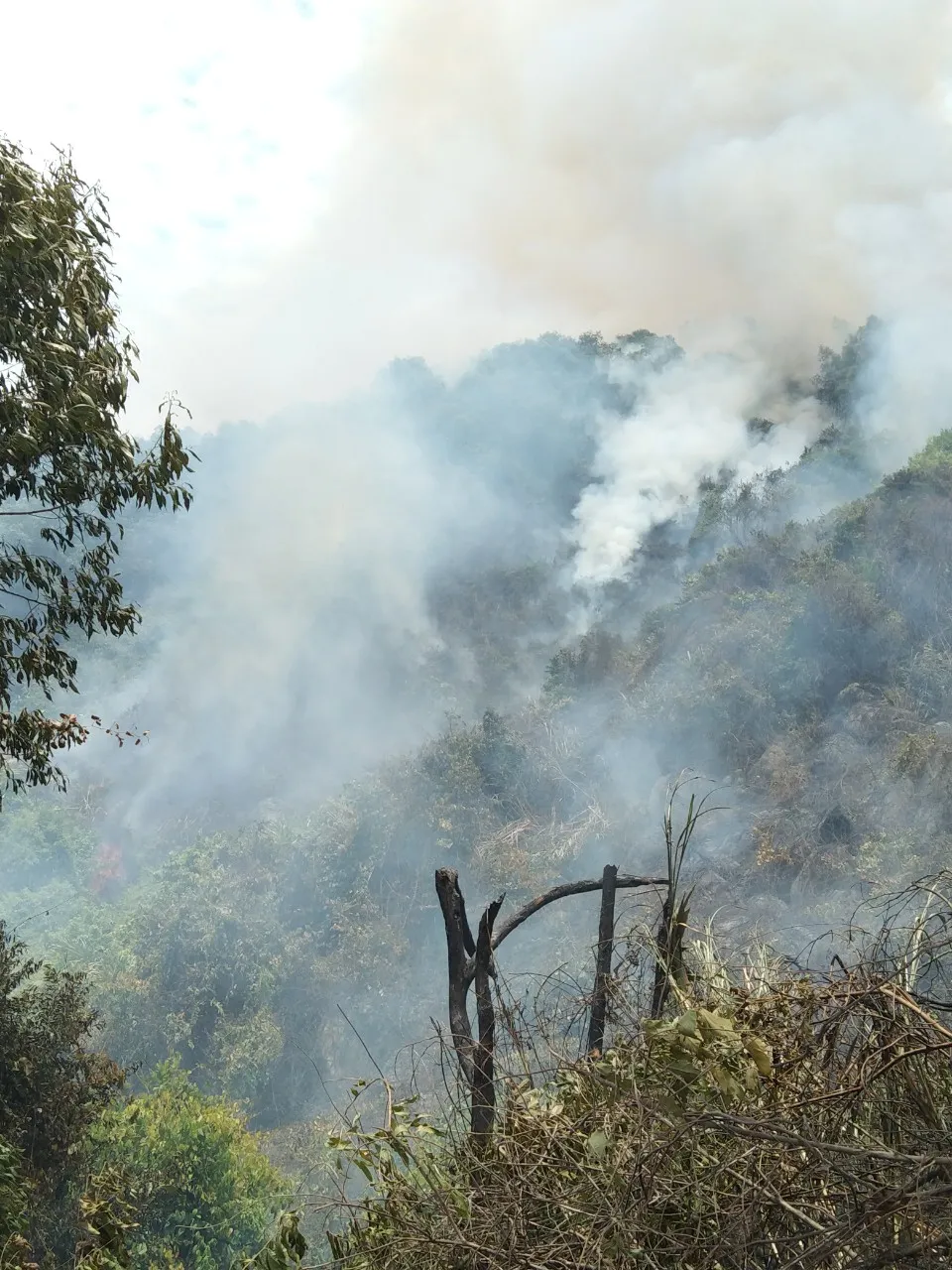 Phạt 25 triệu đồng vì đốt thực bì gây cháy rừng ảnh 1