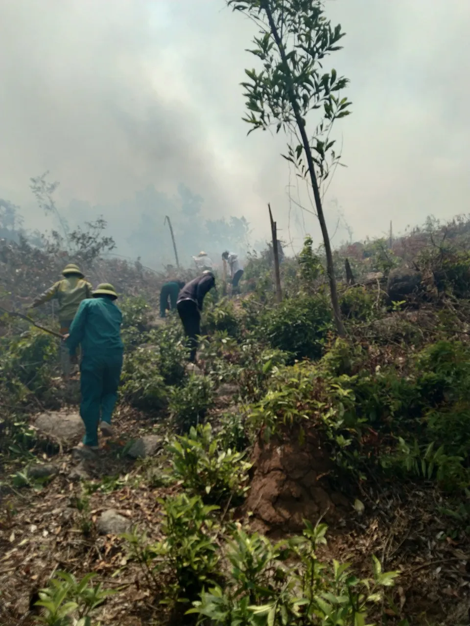 Phạt 25 triệu đồng vì đốt thực bì gây cháy rừng ảnh 5