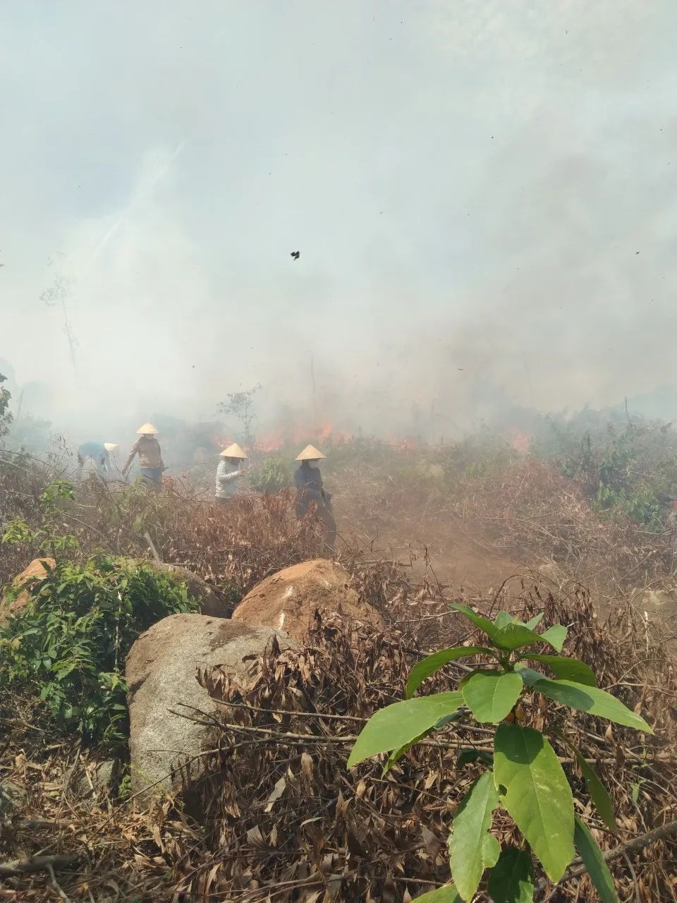 Phạt 25 triệu đồng vì đốt thực bì gây cháy rừng ảnh 4