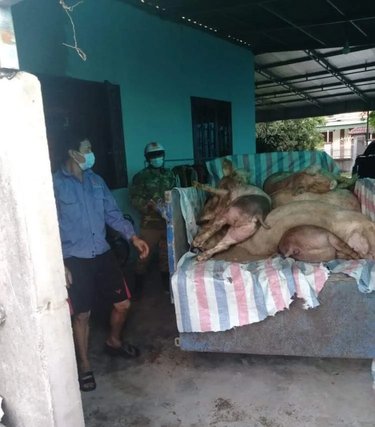 Tái bùng phát dịch tả heo châu Phi ở Nghi Xuân, Hà Tĩnh ảnh 1