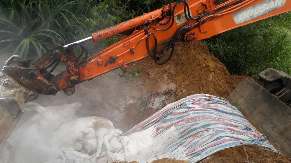 Tái bùng phát dịch tả heo châu Phi ở Nghi Xuân, Hà Tĩnh ảnh 2