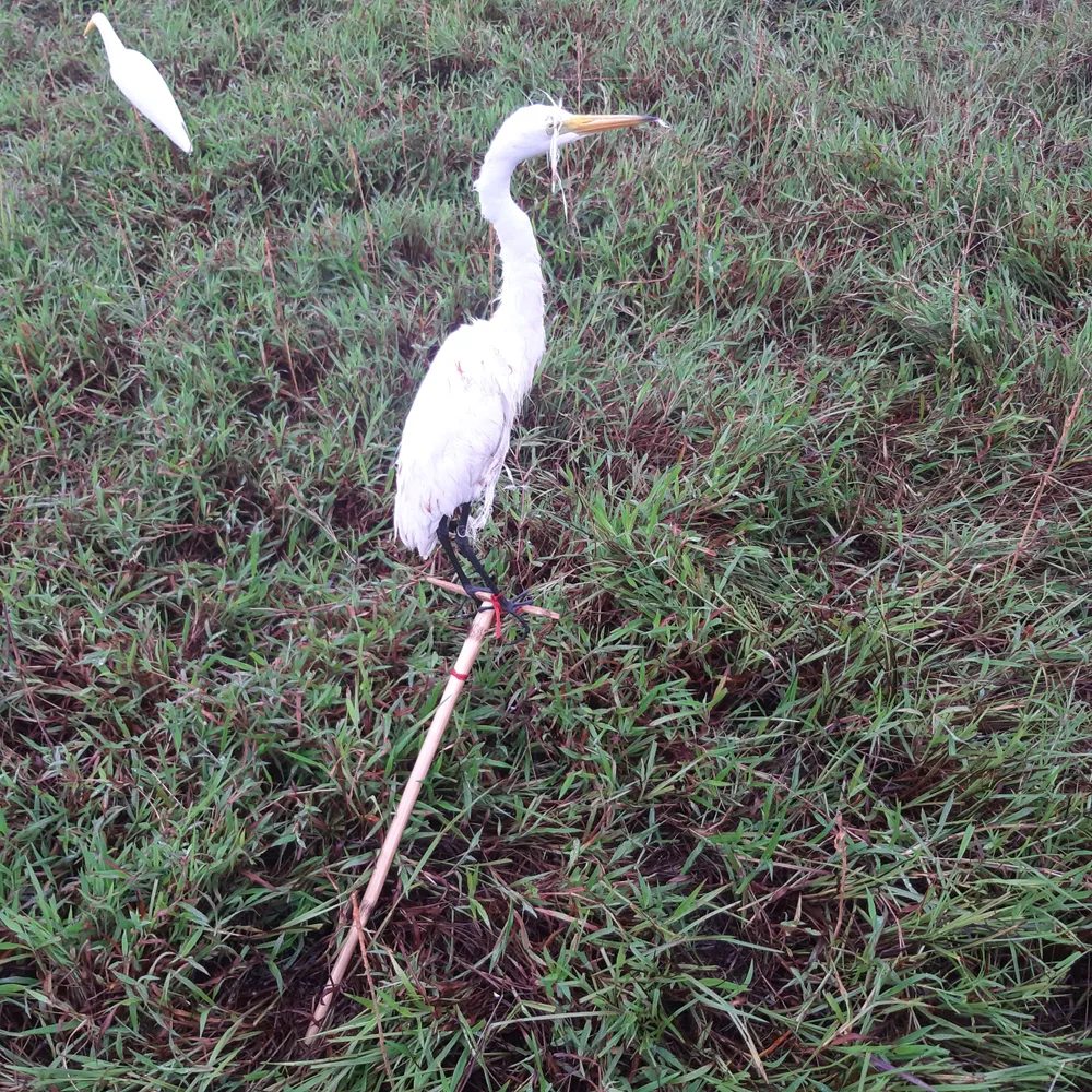 Hà Tĩnh: Tăng cường xử lý nạn săn bắt chim tự nhiên, động vật hoang dã ảnh 9