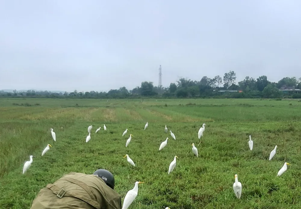 Hà Tĩnh: Tăng cường xử lý nạn săn bắt chim tự nhiên, động vật hoang dã ảnh 1