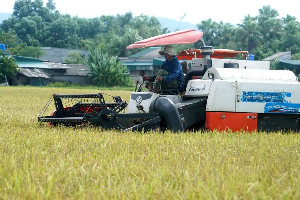 Hà Tĩnh: Lúa vụ hè thu đạt năng suất cao nhất từ trước tới nay ảnh 3