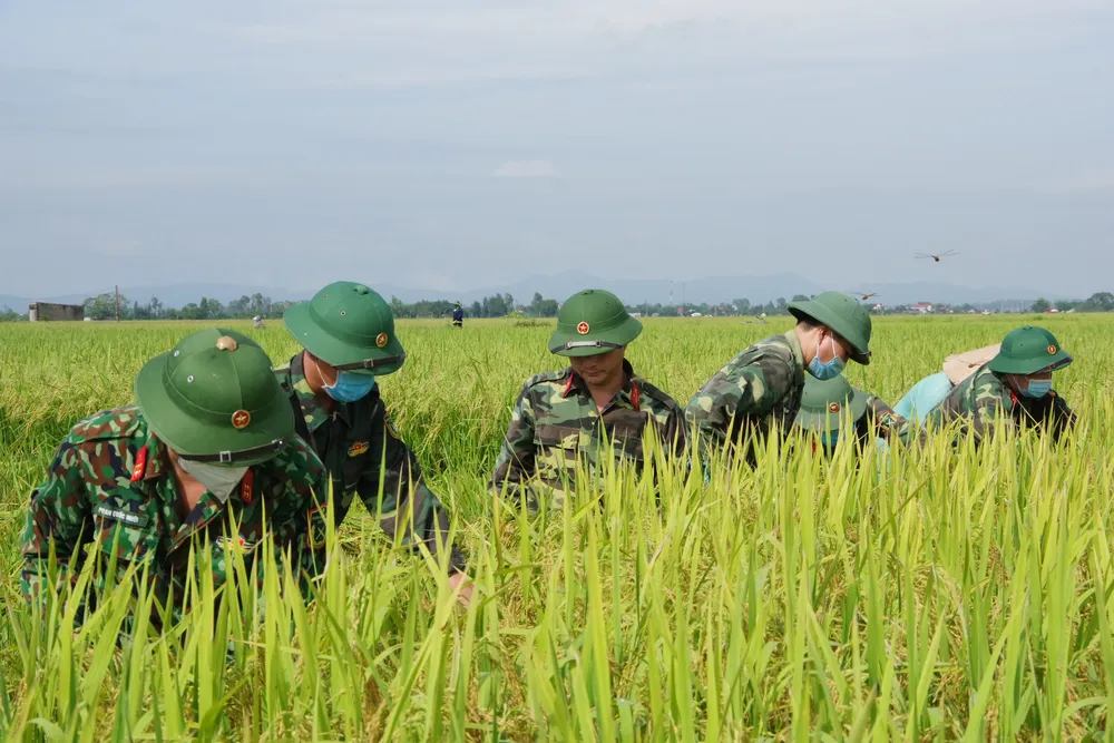 Hà Tĩnh: Lúa vụ hè thu đạt năng suất cao nhất từ trước tới nay ảnh 2