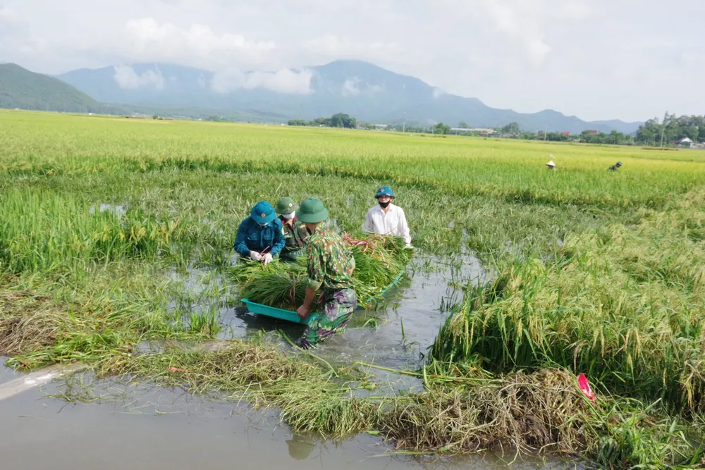Hà Tĩnh: Lúa vụ hè thu đạt năng suất cao nhất từ trước tới nay ảnh 6