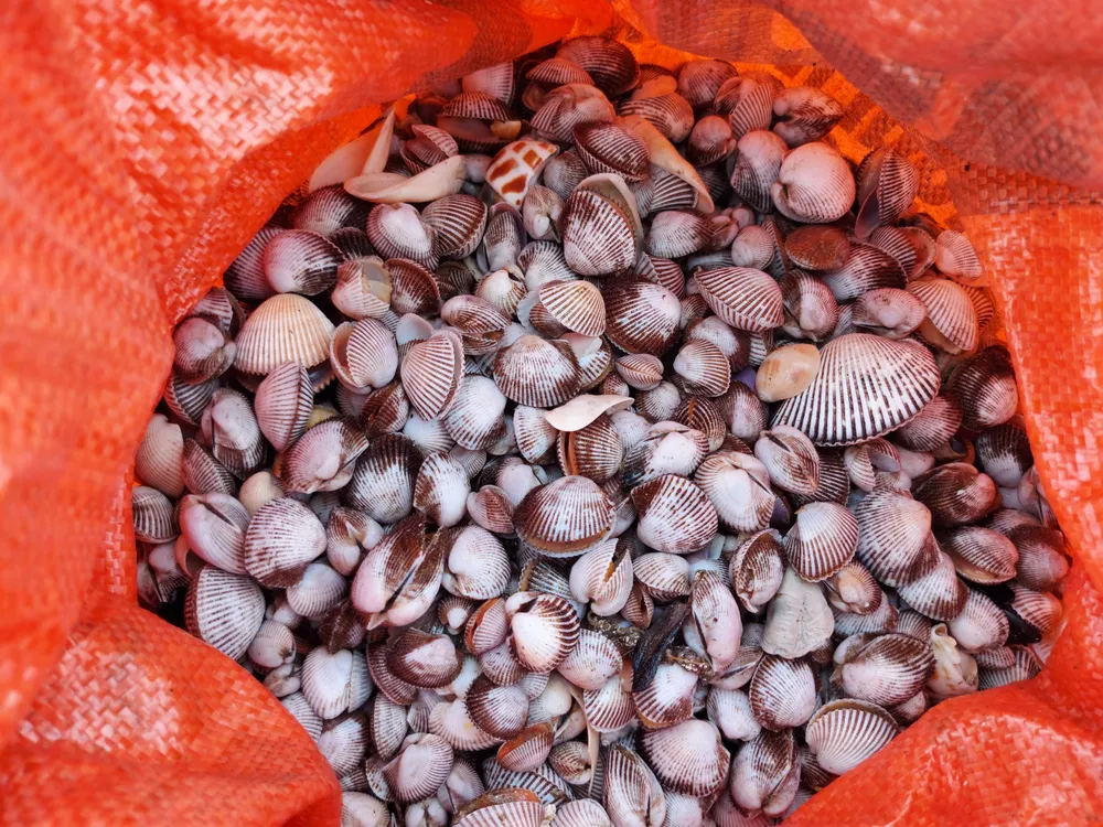 Người dân Hà Tĩnh đổ xô đi nhặt “lộc biển” ảnh 14