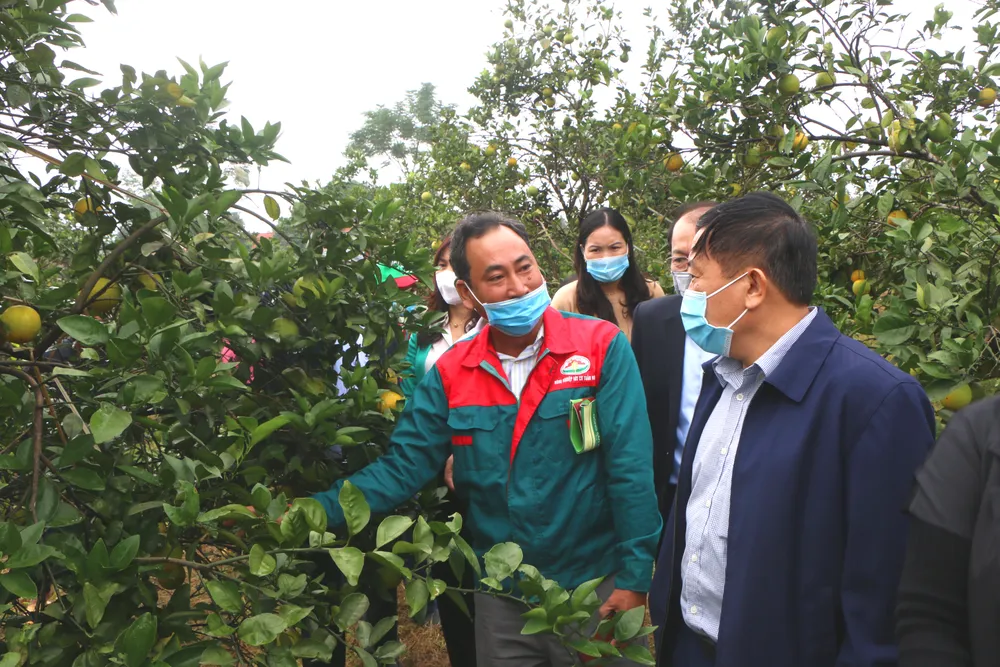 Hà Tĩnh: Đề nghị hỗ trợ quảng bá thương hiệu, kết nối tiêu thụ cam ảnh 3