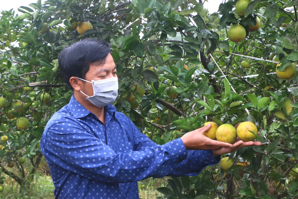 Hà Tĩnh: Đề nghị hỗ trợ quảng bá thương hiệu, kết nối tiêu thụ cam ảnh 4