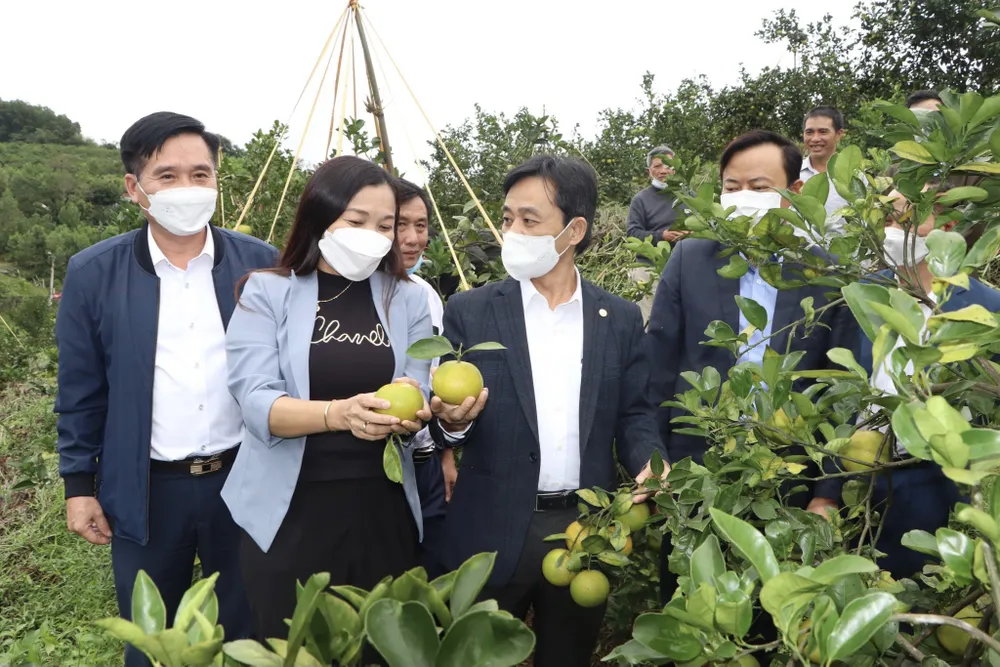 Hà Tĩnh tổ chức hội nghị quảng bá thương hiệu, xúc tiến tiêu thụ cam ảnh 2
