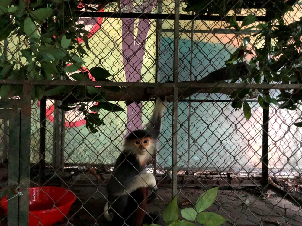 Hà Tĩnh: Tiếp nhận cá thể voọc chà vá chân nâu quý hiếm  ảnh 3