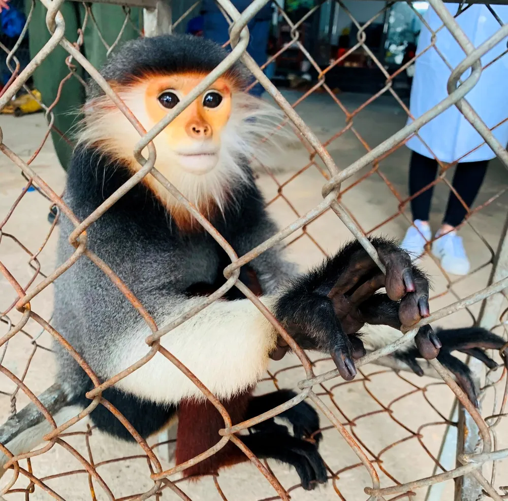 Hà Tĩnh: Tiếp nhận cá thể voọc chà vá chân nâu quý hiếm  ảnh 2