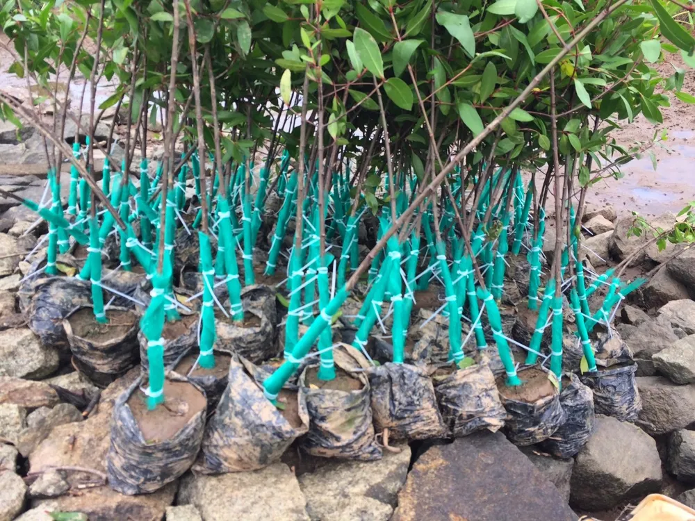 Hà Tĩnh: Trồng thêm rừng ngập mặn dọc bãi bồi ven sông cửa biển ảnh 1