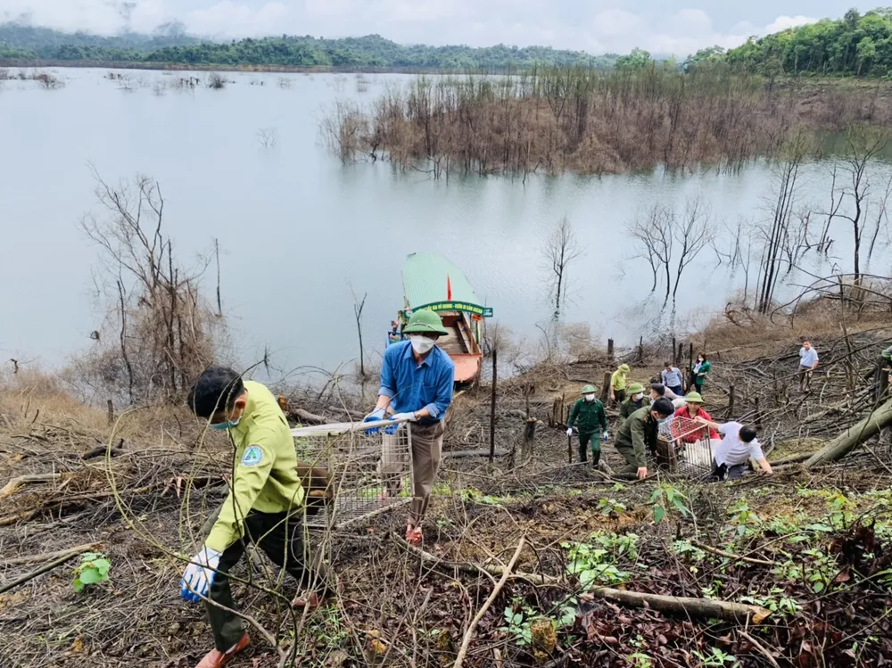 Hà Tĩnh: Thả 39 cá thể động vật hoang dã về môi trường tự nhiên ảnh 2