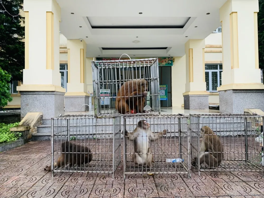 Hà Tĩnh: Thả 39 cá thể động vật hoang dã về môi trường tự nhiên ảnh 1