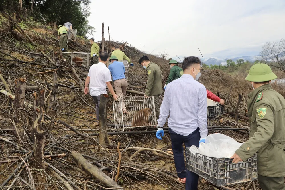 Hà Tĩnh: Thả 39 cá thể động vật hoang dã về môi trường tự nhiên ảnh 4