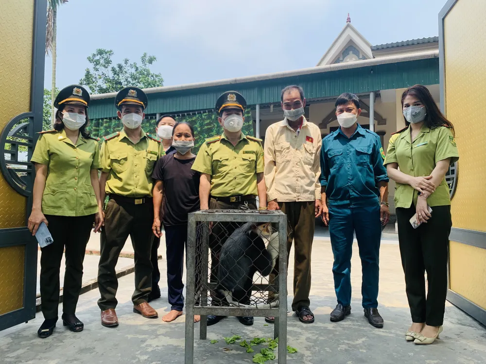 Bàn giao cá thể voọc chà vá chân nâu quý hiếm cho Vườn quốc gia Vũ Quang ảnh 3