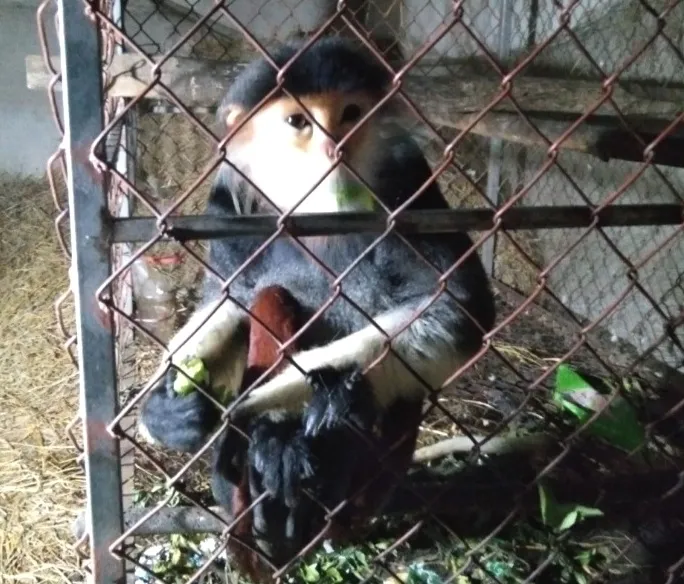 Bàn giao cá thể voọc chà vá chân nâu quý hiếm cho Vườn quốc gia Vũ Quang ảnh 1