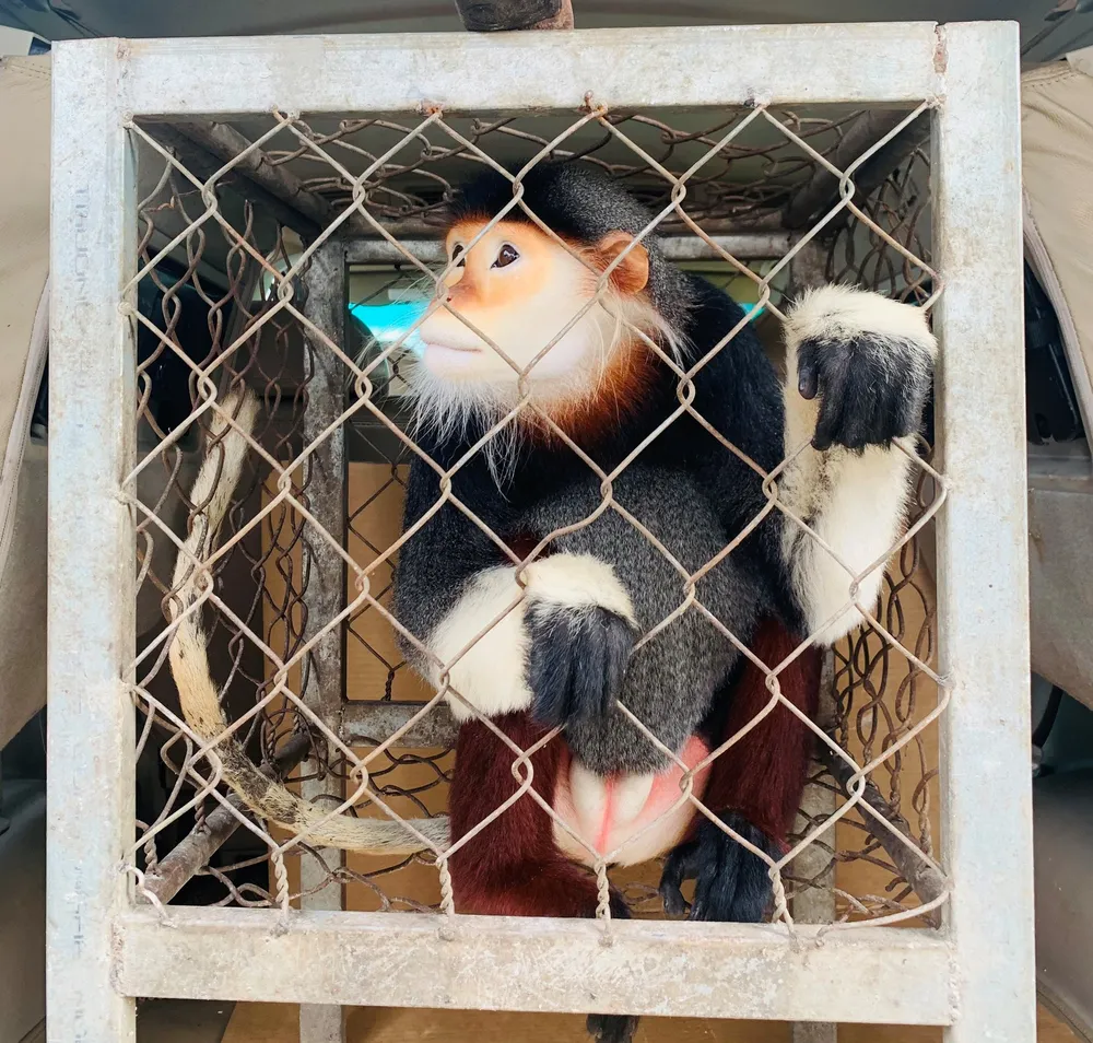 Cá thể voọc chà vá chân nâu quý hiếm