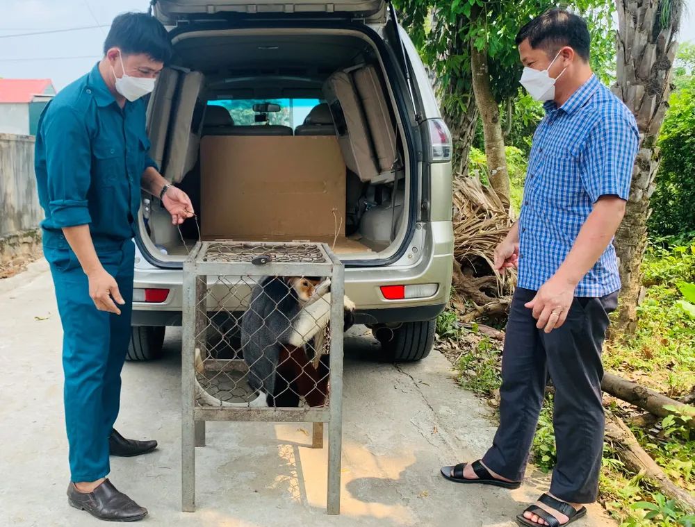Bàn giao cá thể voọc chà vá chân nâu quý hiếm cho Vườn quốc gia Vũ Quang ảnh 4