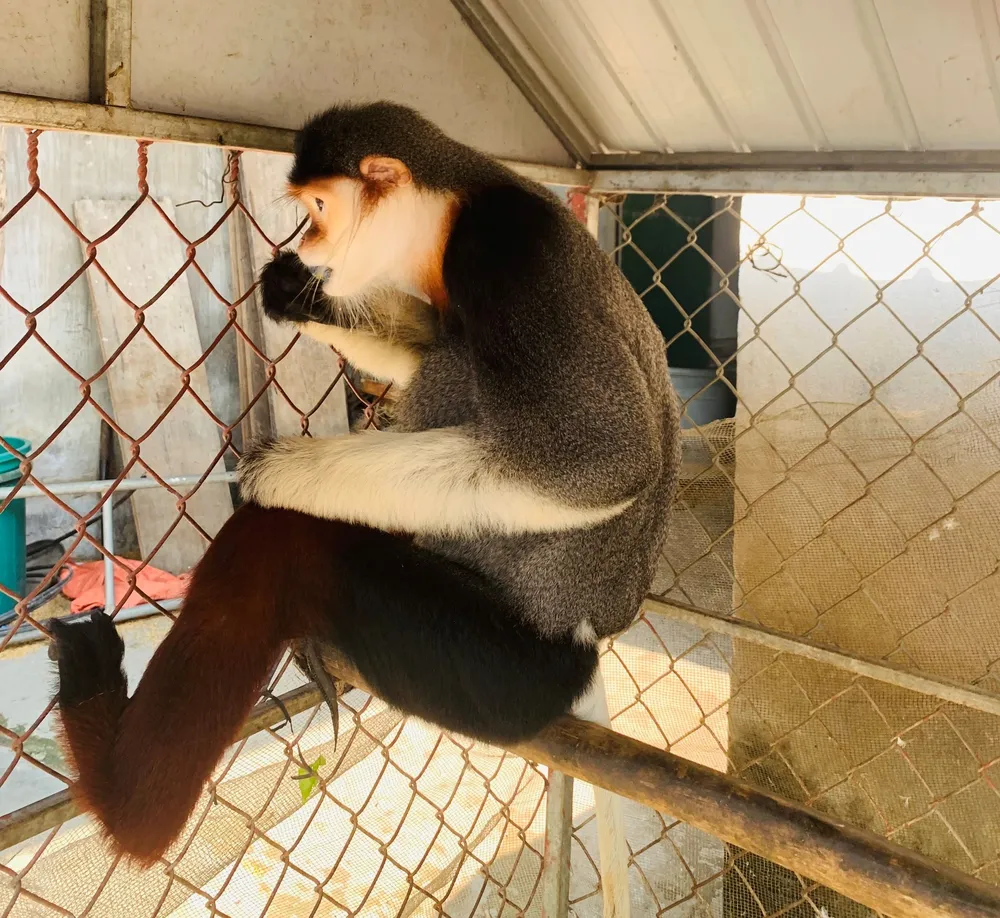 Bàn giao cá thể voọc chà vá chân nâu quý hiếm cho Vườn quốc gia Vũ Quang ảnh 2