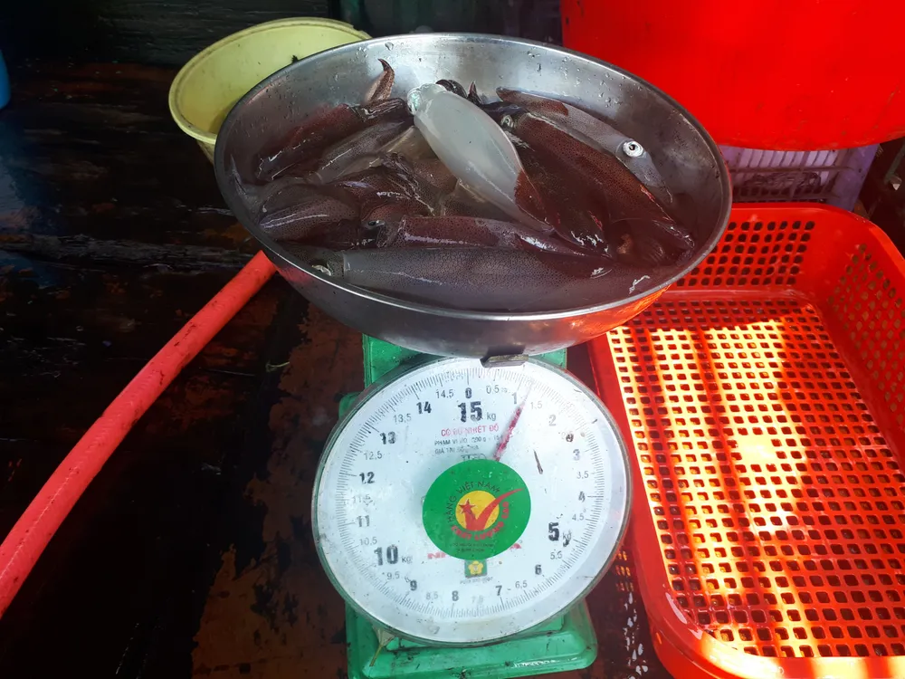 Hà Tĩnh: Mực nhảy Vũng Áng hấp dẫn du khách ảnh 18