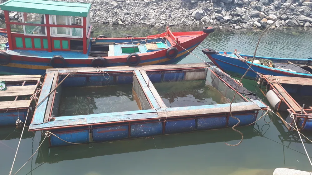 Hà Tĩnh: Mực nhảy Vũng Áng hấp dẫn du khách ảnh 13