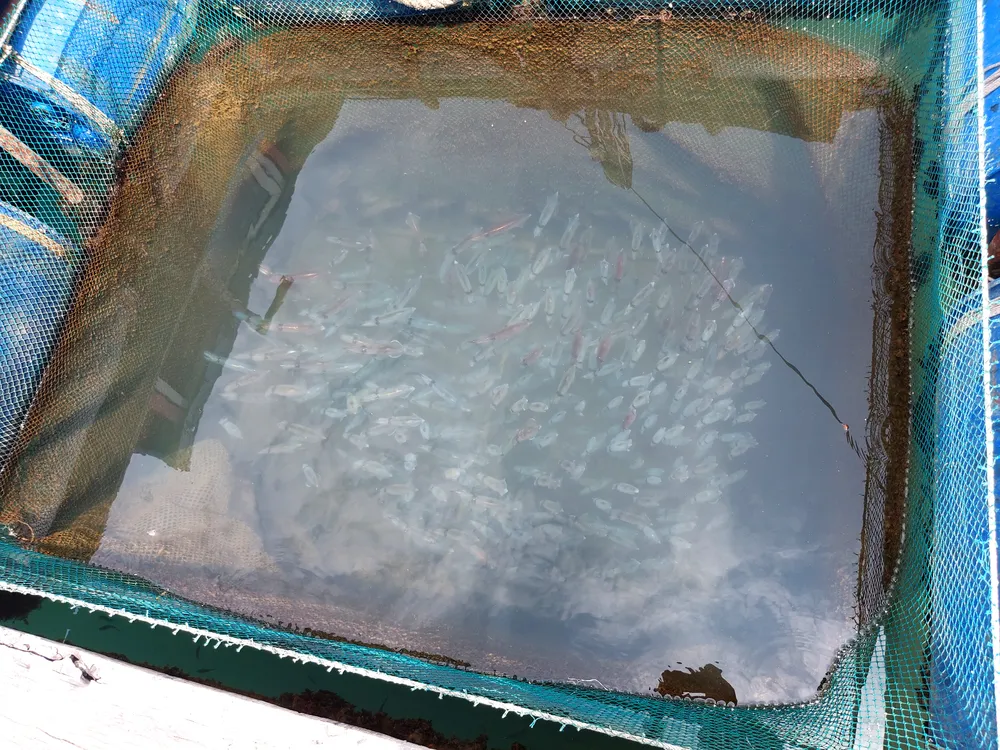 Hà Tĩnh: Mực nhảy Vũng Áng hấp dẫn du khách ảnh 5