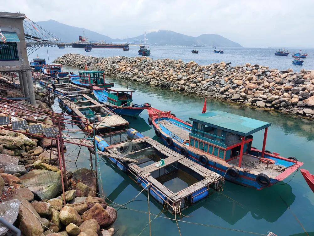 Hà Tĩnh: Mực nhảy Vũng Áng hấp dẫn du khách ảnh 12