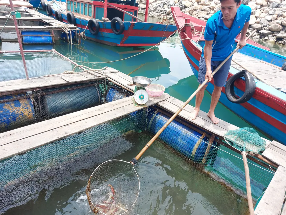 Hà Tĩnh: Mực nhảy Vũng Áng hấp dẫn du khách ảnh 1