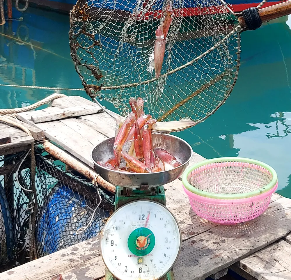 Hà Tĩnh: Mực nhảy Vũng Áng hấp dẫn du khách ảnh 17