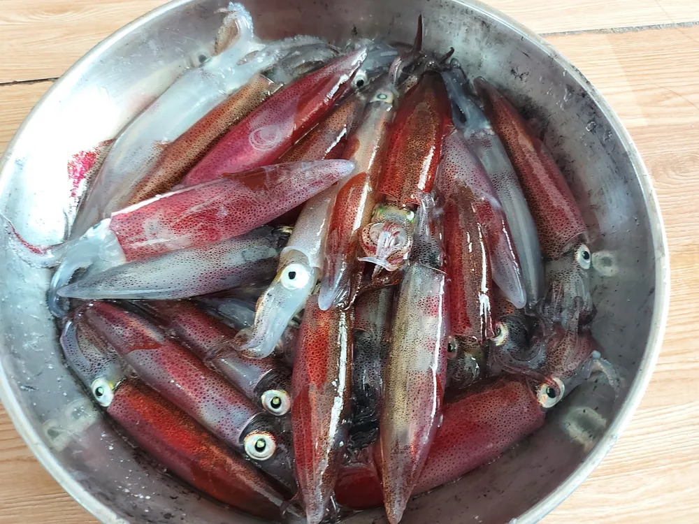 Hà Tĩnh: Mực nhảy Vũng Áng hấp dẫn du khách ảnh 7