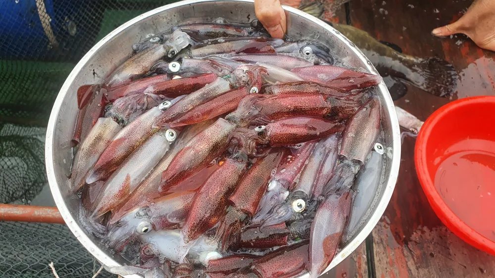 Hà Tĩnh: Mực nhảy Vũng Áng hấp dẫn du khách ảnh 19