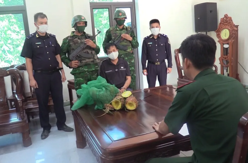 Bắt đối tượng giấu ma túy trong quả dứa vận chuyển qua biên giới  ảnh 2