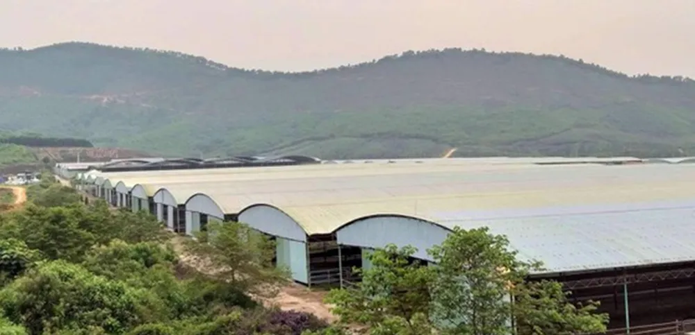 Điều chỉnh dự án chăn nuôi bò ngàn tỷ ở Hà Tĩnh ảnh 4