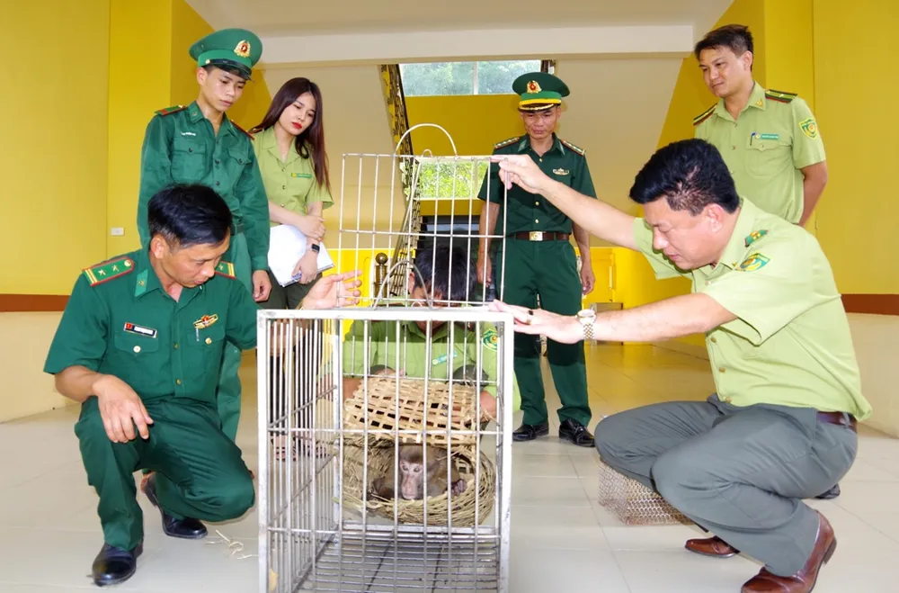 Bàn giao 2 cá thể khỉ mốc và tê tê quý hiếm để thả về tự nhiên ảnh 1