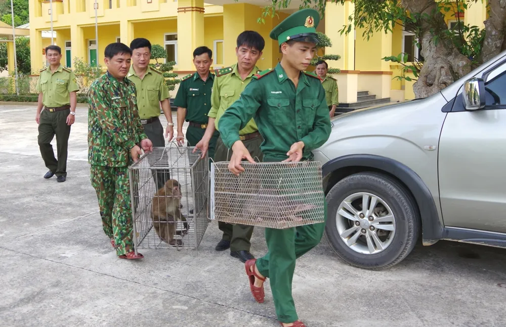 Bàn giao 2 cá thể khỉ mốc và tê tê quý hiếm để thả về tự nhiên ảnh 3