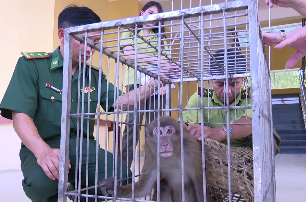Bàn giao 2 cá thể khỉ mốc và tê tê quý hiếm để thả về tự nhiên ảnh 2