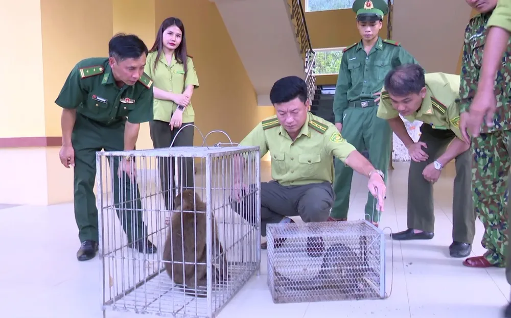 Bàn giao cá thể khỉ mốc và tê tê