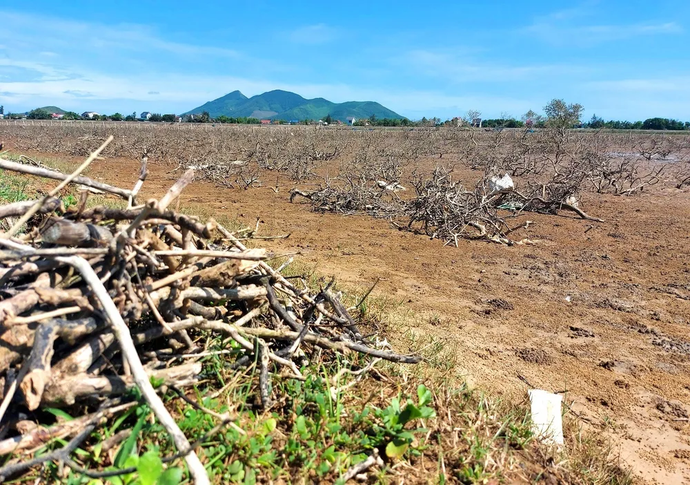 Hà Tĩnh khẩn trương triển khai các biện pháp xử lý rừng ngập mặn bị chết ảnh 3