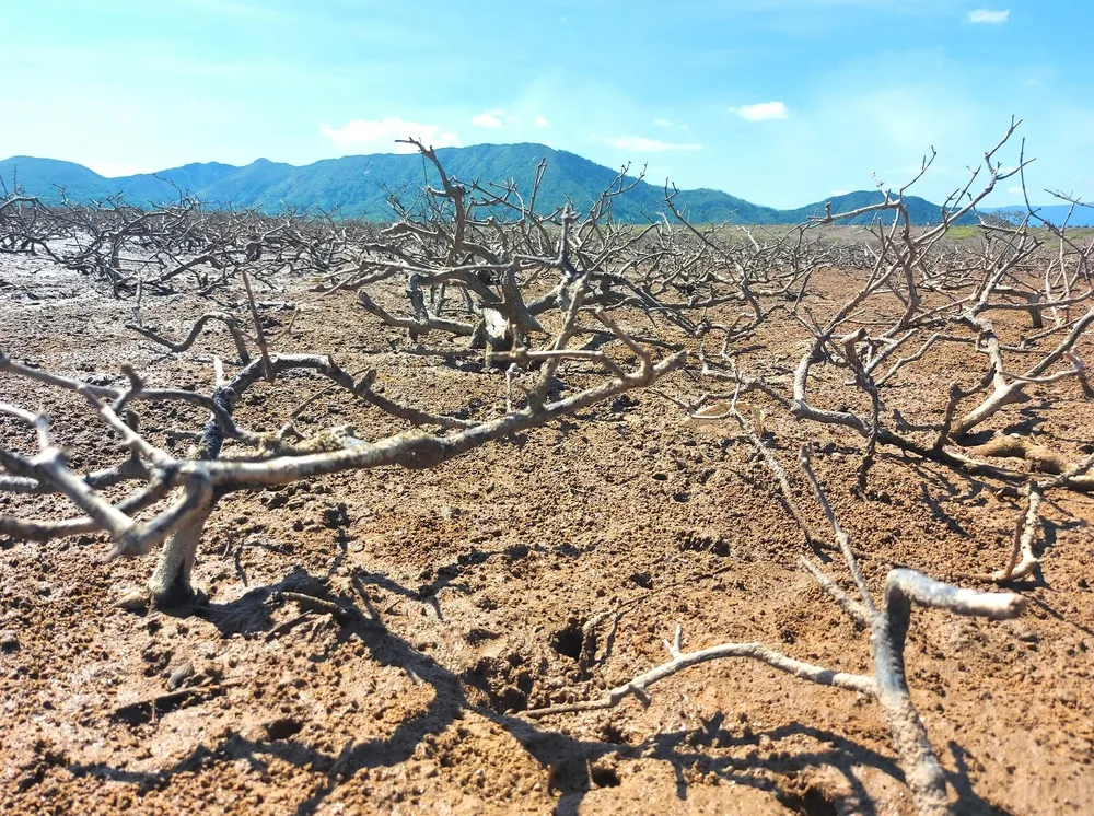 Hà Tĩnh khẩn trương triển khai các biện pháp xử lý rừng ngập mặn bị chết ảnh 2