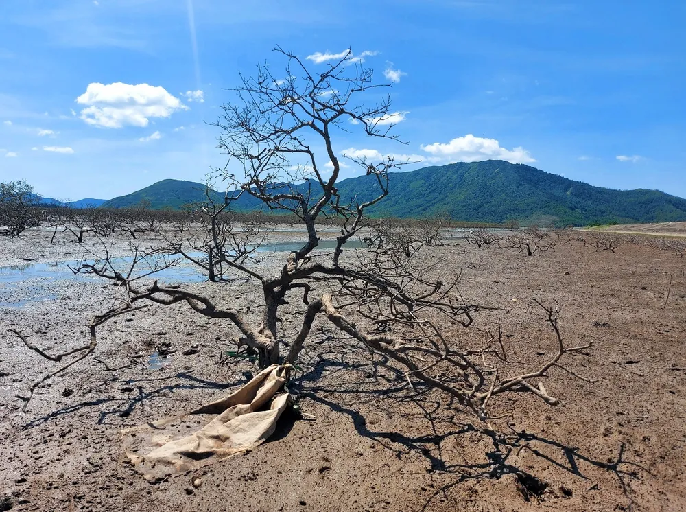 Hà Tĩnh khẩn trương triển khai các biện pháp xử lý rừng ngập mặn bị chết ảnh 1