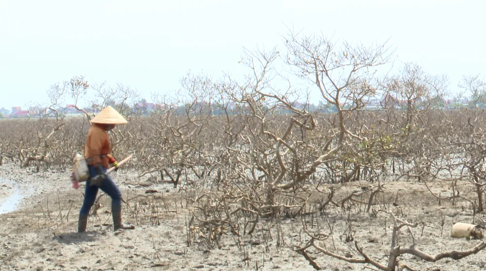 Hà Tĩnh khẩn trương triển khai các biện pháp xử lý rừng ngập mặn bị chết ảnh 4