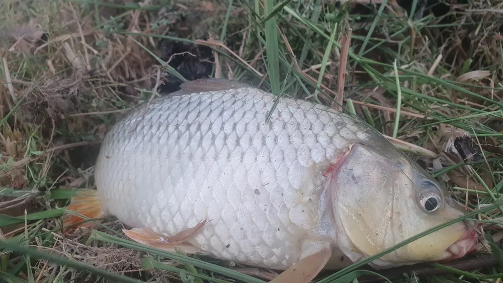 Hàng trăm người nô nức bắt cá hồ Đập Lổ ở Hà Tĩnh ảnh 26