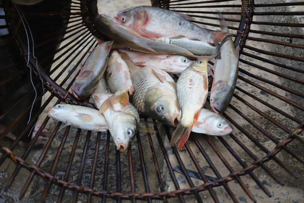 Hàng trăm người nô nức bắt cá hồ Đập Lổ ở Hà Tĩnh ảnh 24