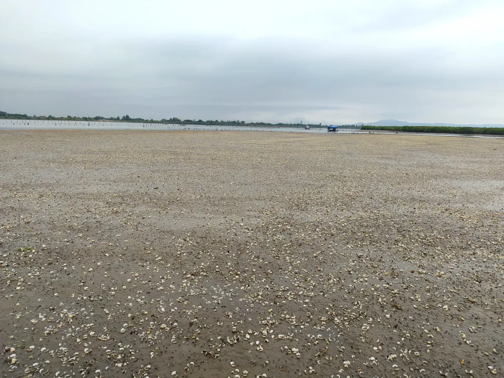 Hà Tĩnh: Nghêu nuôi chết hàng loạt chưa rõ nguyên nhân ảnh 3