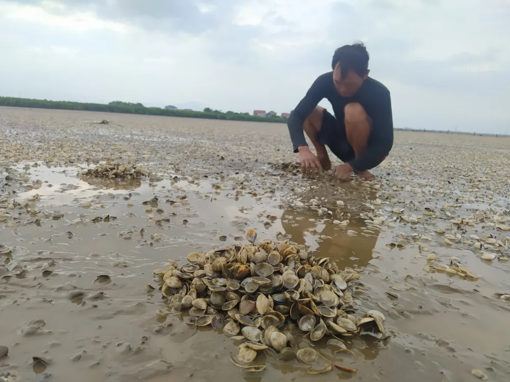 Hà Tĩnh: Nghêu nuôi chết hàng loạt chưa rõ nguyên nhân ảnh 4