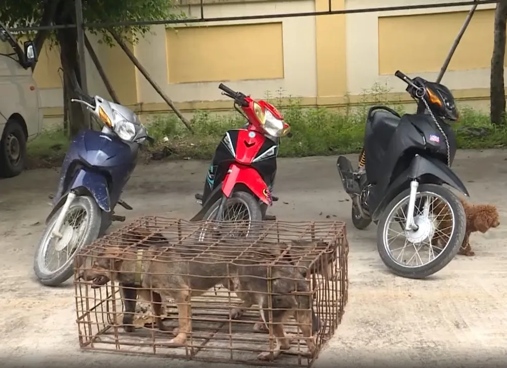 Bắt giữ băng nhóm gây ra hàng loạt vụ trộm chó ở Hà Tình ảnh 5