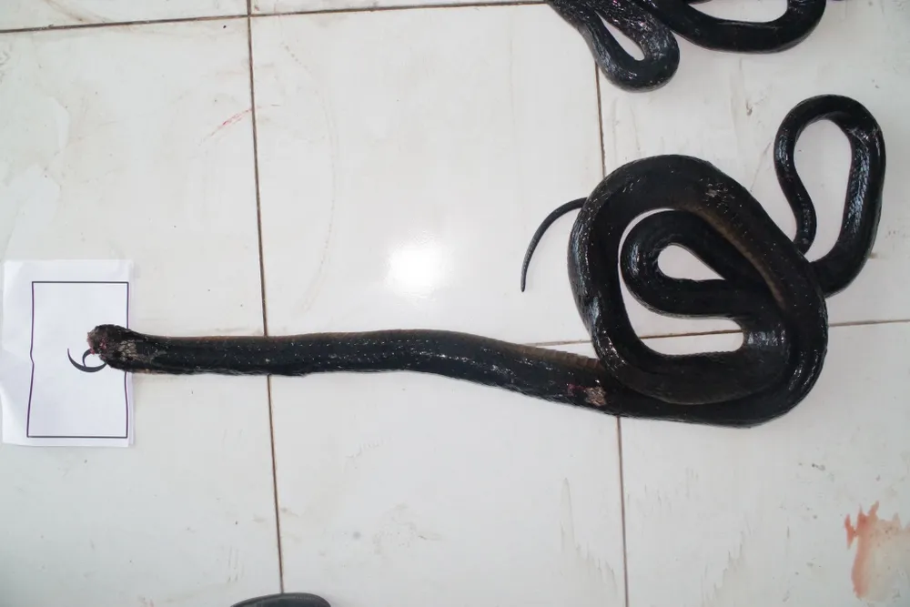 Khởi tố vụ án “Vi phạm quy định về bảo vệ động vật nguy cấp, quý, hiếm” ảnh 1