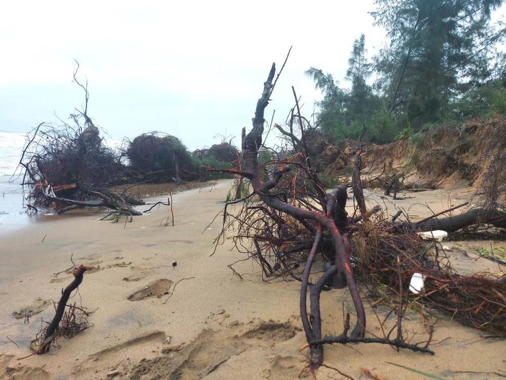 Hà Tĩnh: Hàng loạt cây phi lao phòng hộ chắn sóng ven biển bị cuốn trơ gốc ảnh 9